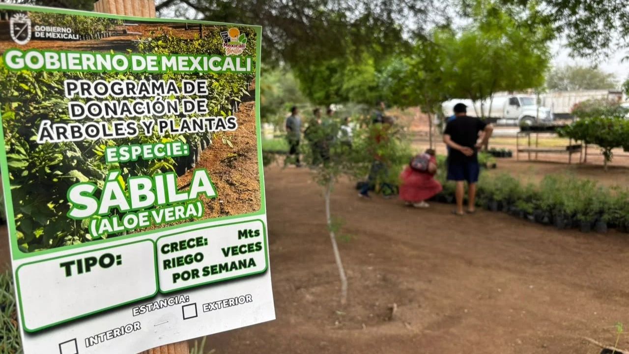 Mexicali aún tiene plantas gratis, hoy puedes llevarte hasta tres