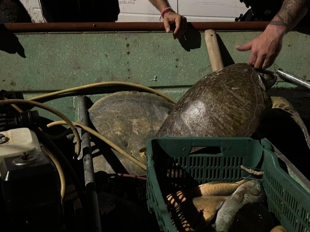 Rescatan dos ejemplares de tortuga amarilla en Loreto