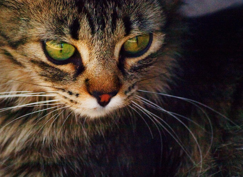 Los felinos son considerados la segunda mascota favorita de la población mexicana, por debajo de los canes.