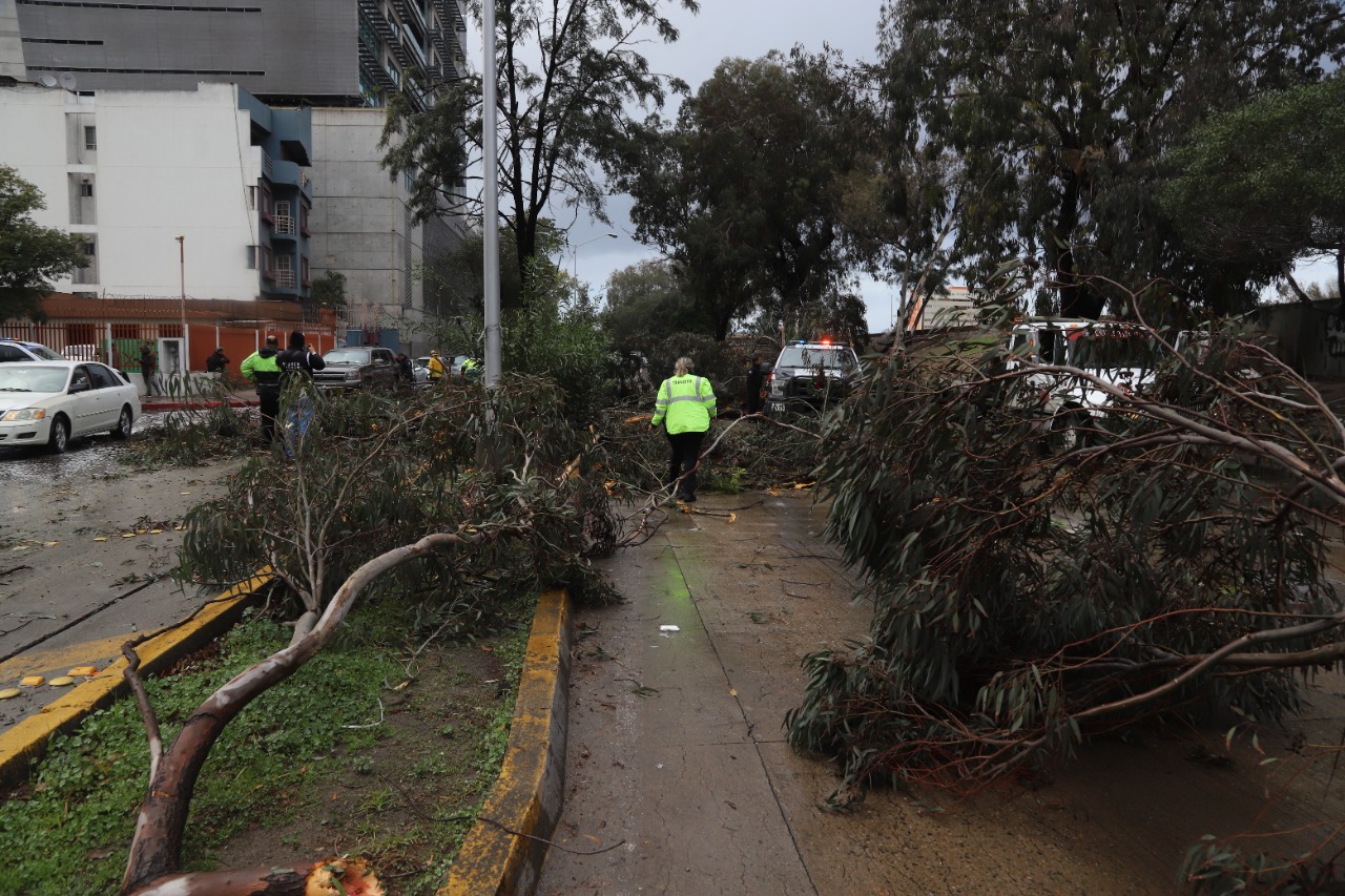 Eucaliptos no son aptos para Tijuana: Nación Verde