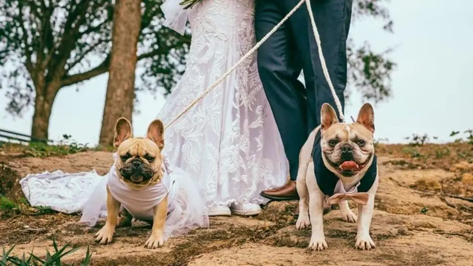 Las mascotas se convierten en testigos de boda en Estados Unidos