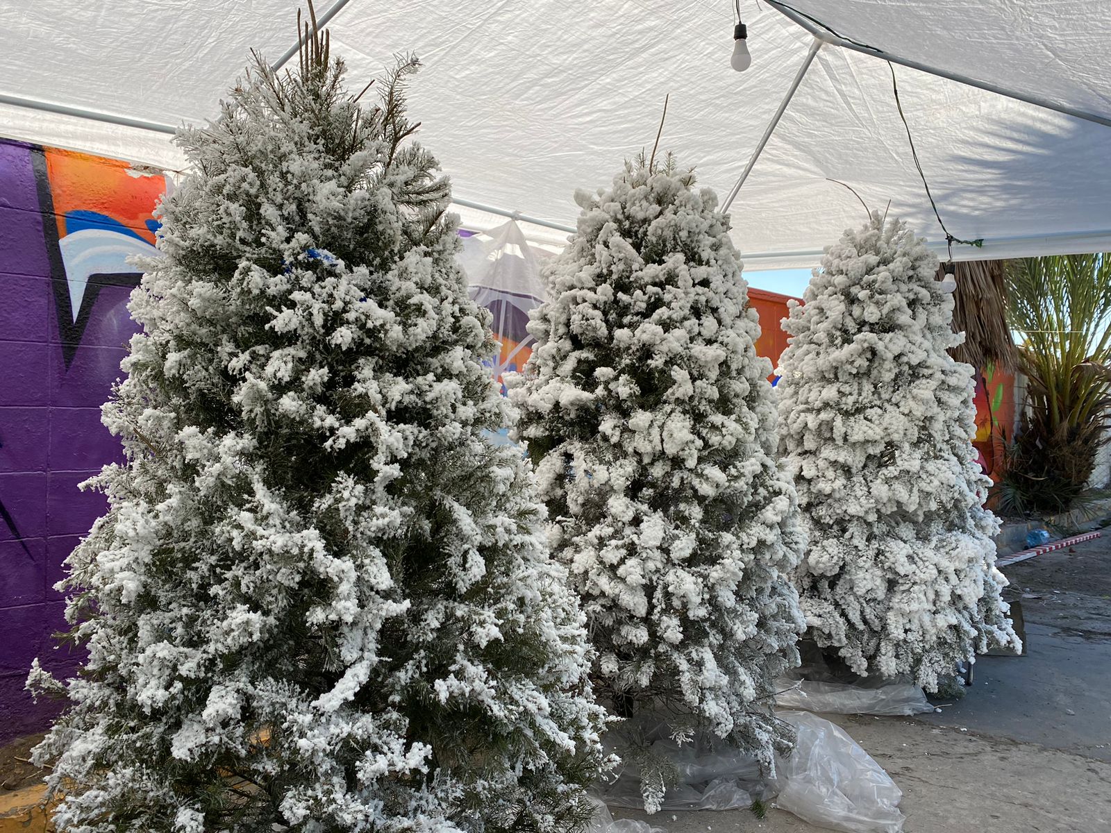 Precios de pinos navideños bajan una semana antes de navidad