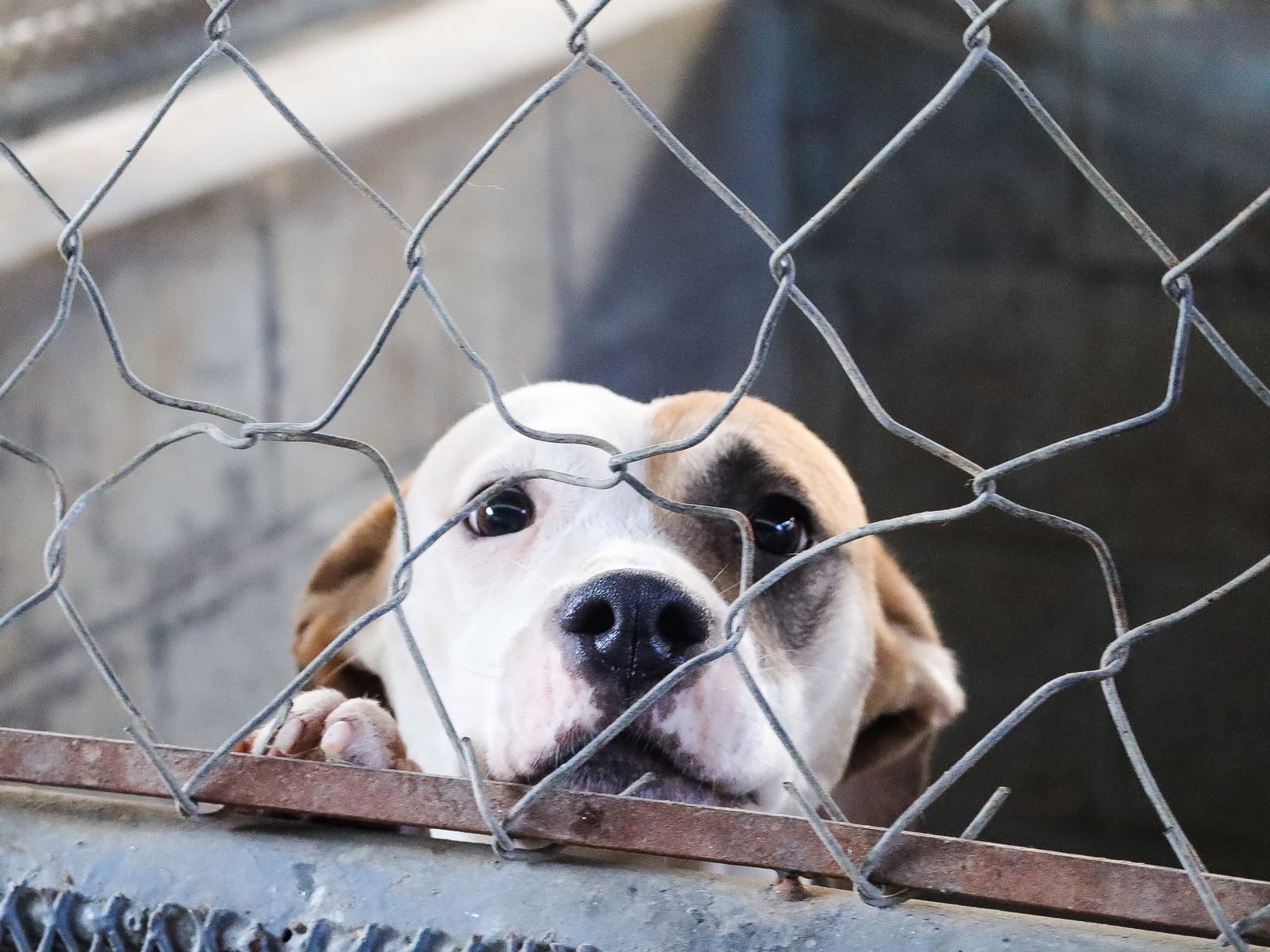 Buscan impulsar adopción de perros y gatos en Tijuana