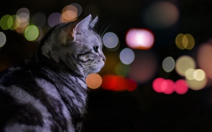 Los misterios de la hiperactividad nocturna de los gatos