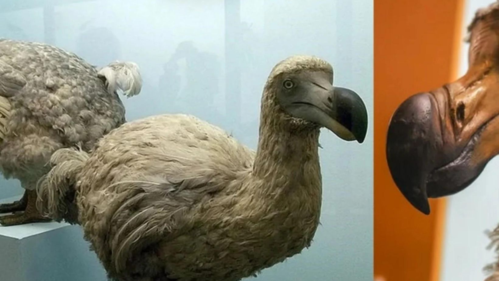 Compañía privada planea revivir al Dodo