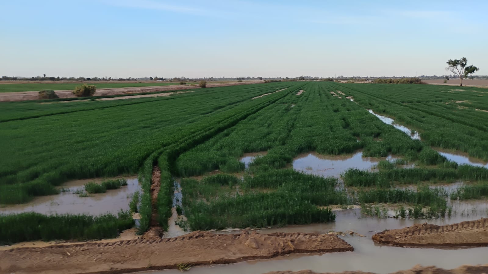Advierten productores crisis severa por recortes al campo y al agua