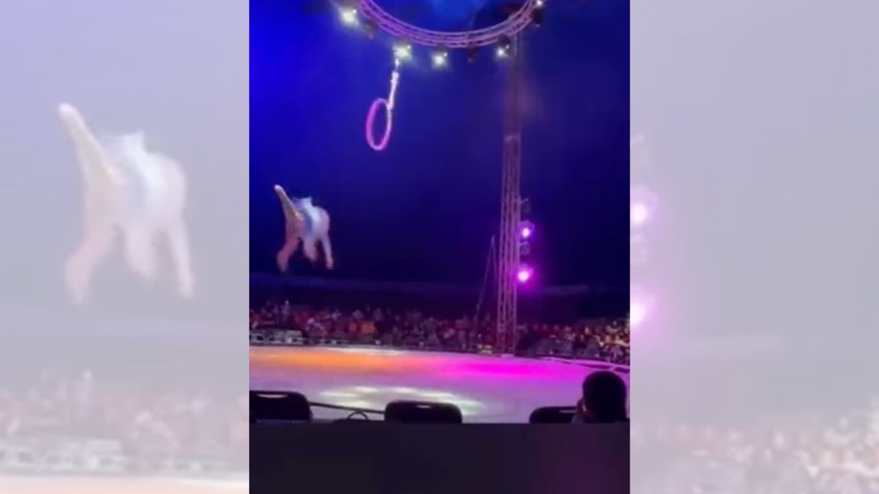 [VÍDEO] Cae trapecista de 5 metros de alto en un circo