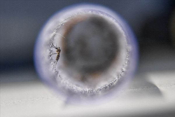 Primera vacuna contra el chikungunya