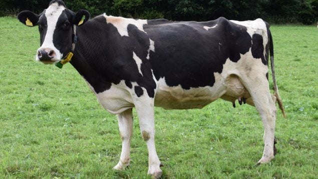 Crean una vaca que produce insulina humana en su leche