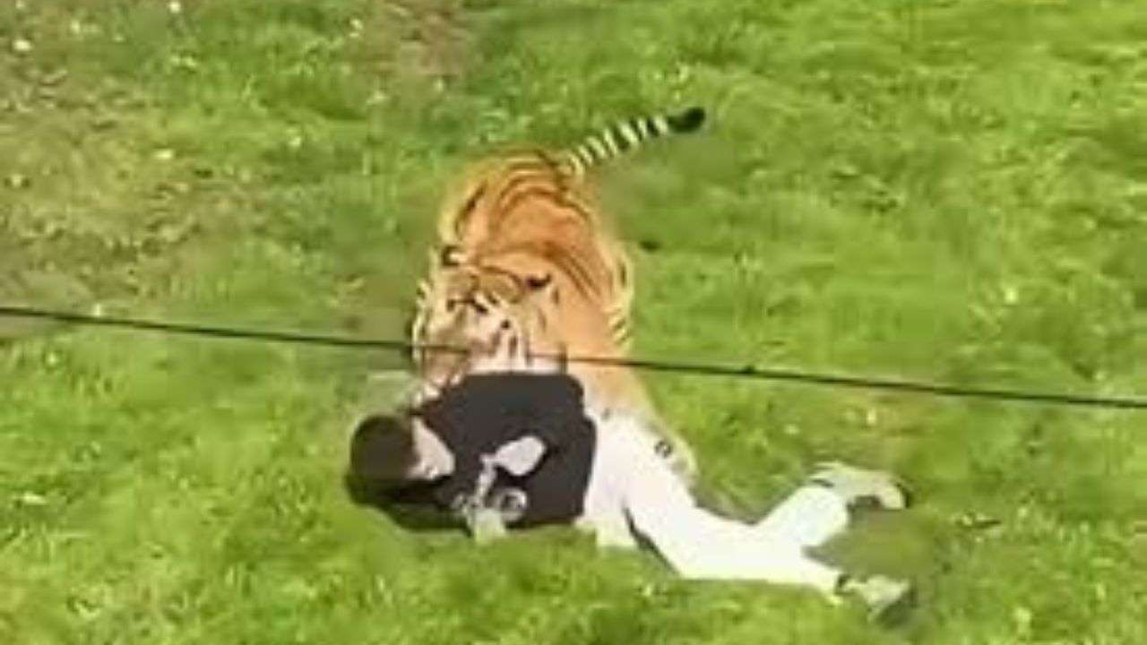 Hombre muere tras ser atacado por un tigre en zoológico de Reino Unido
