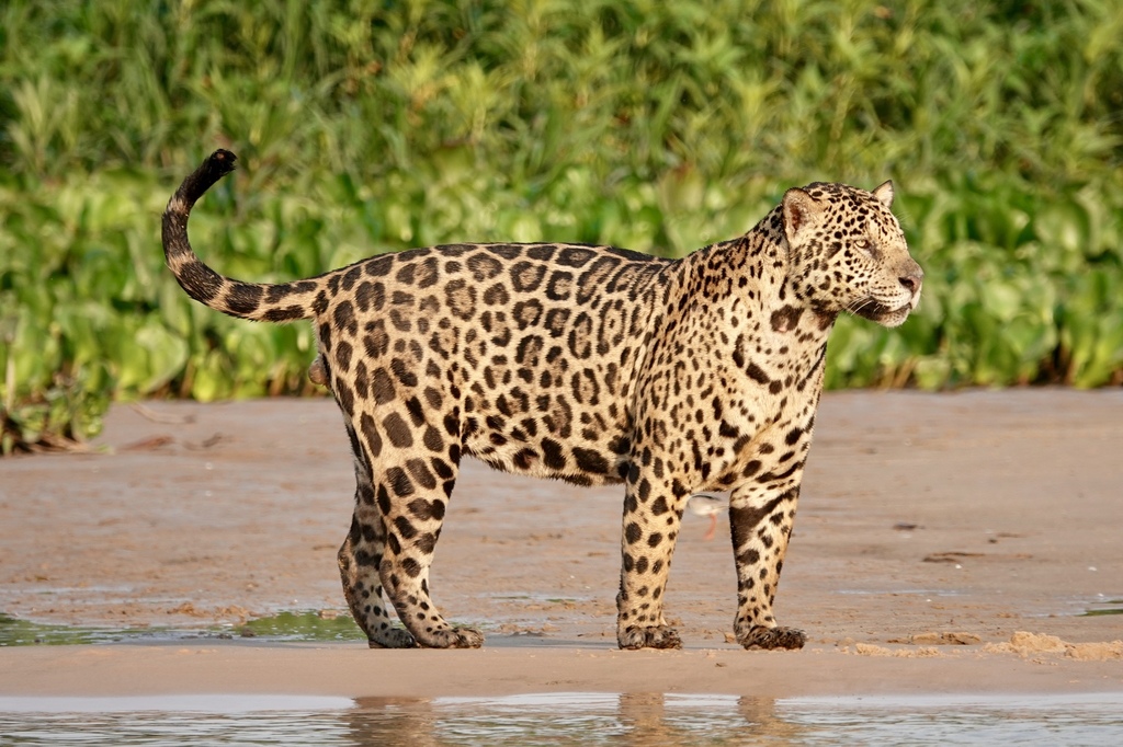 Conoce las especies felinas endémicas de México