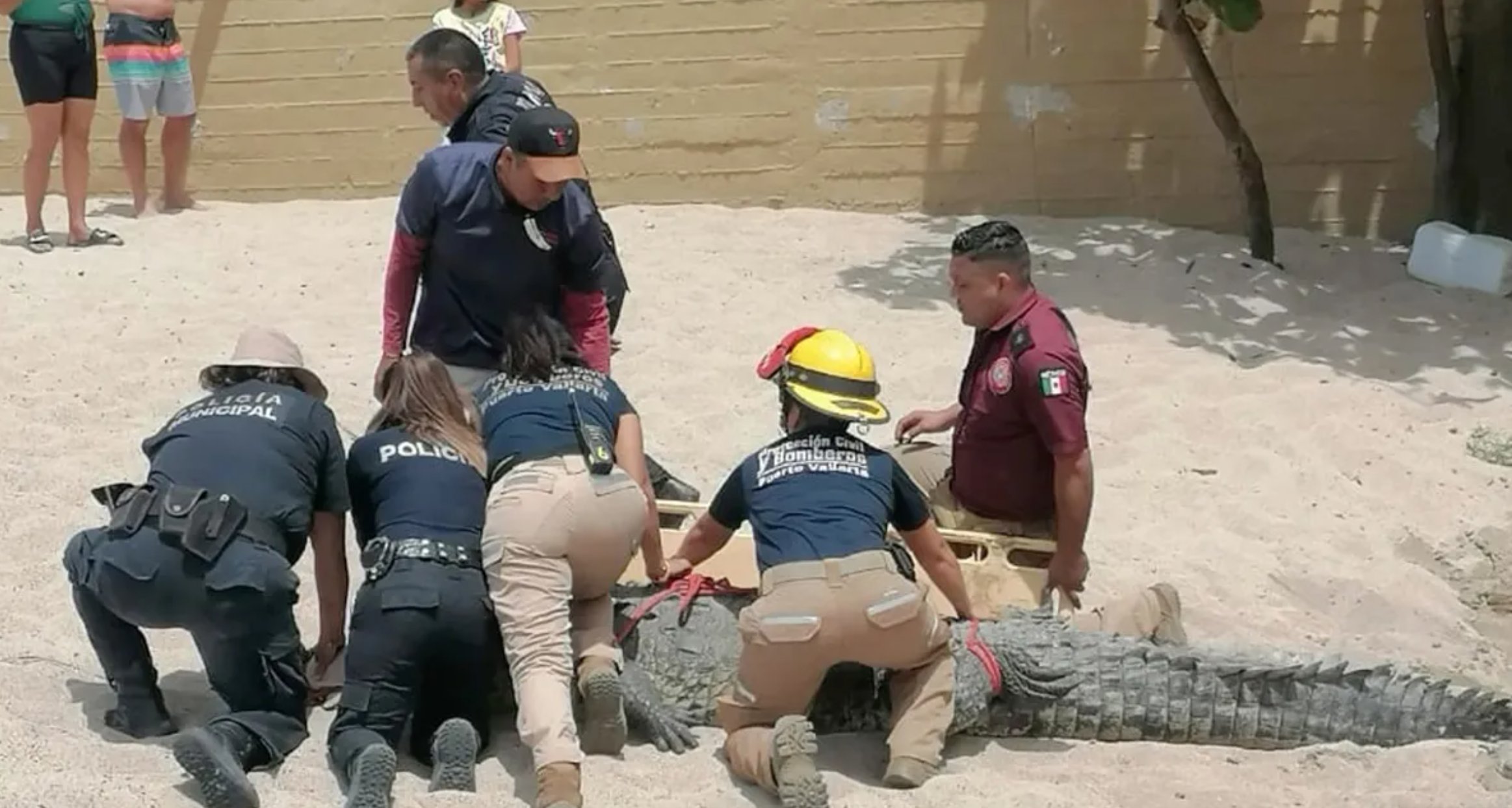 Capturan a cocodrilo de 250 kg en Puerto Vallarta