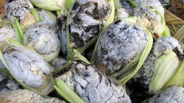 Y a todo esto, ¿qué es el “huitlacoche”?