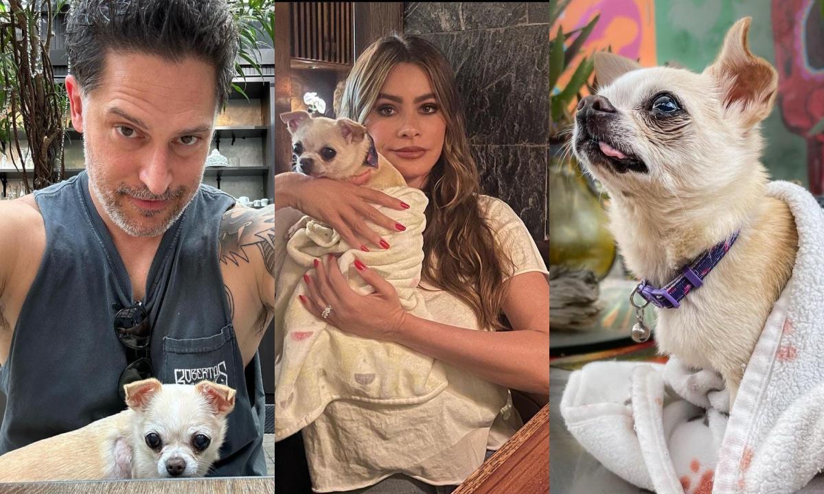 Sofía Vergara y Joe Manganiello luchan por la custodia de su querida mascota