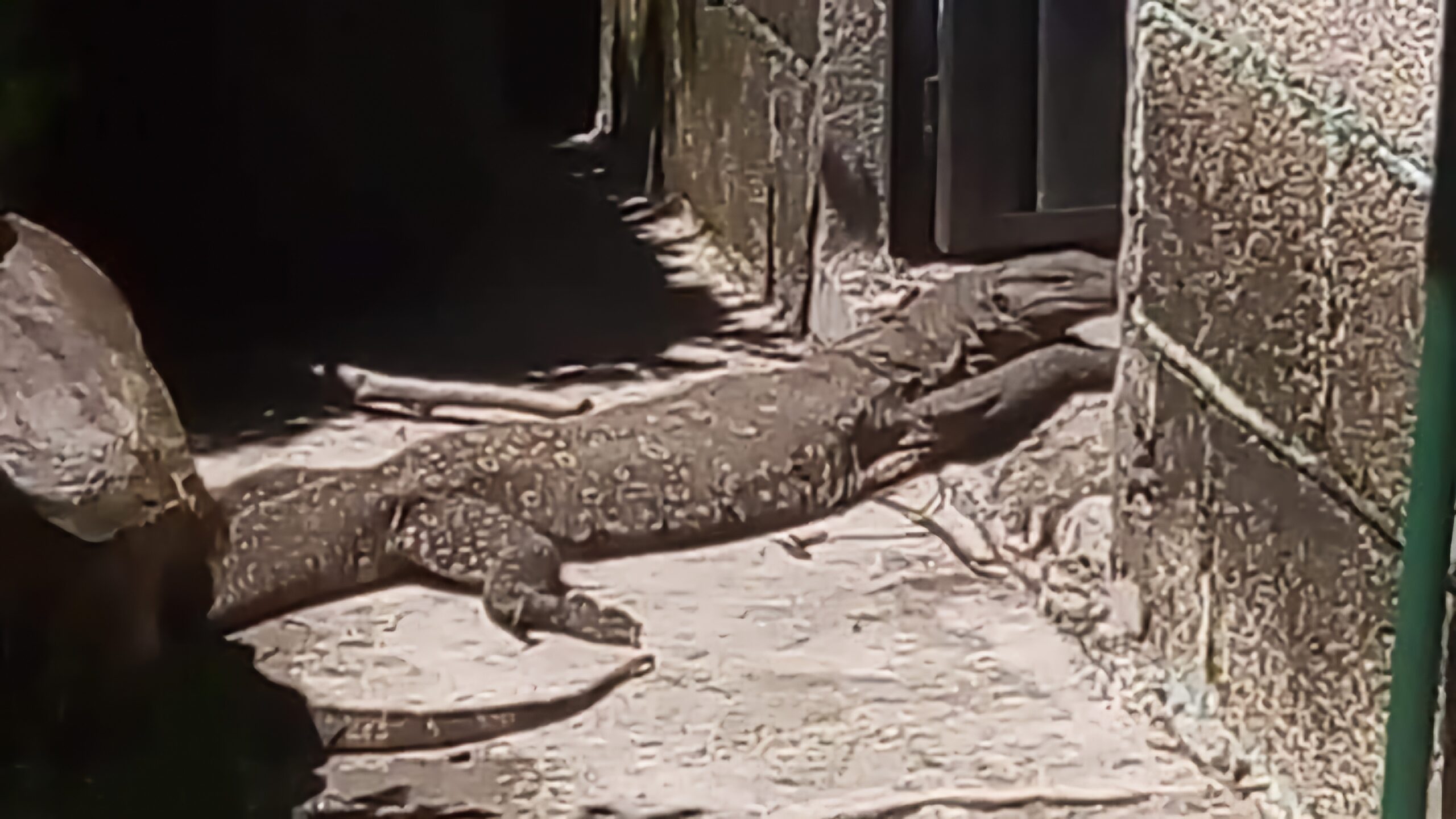 Capturan a lagarto exótico en Tlaxcala