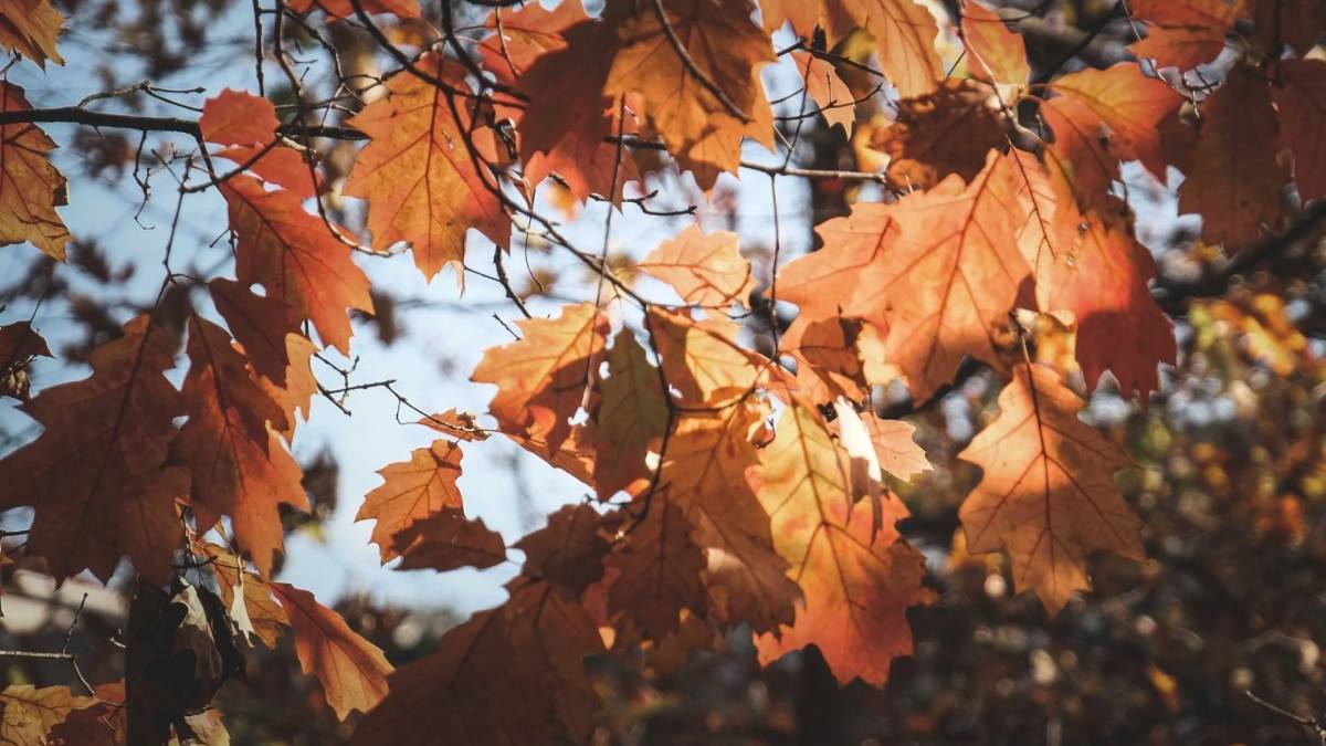 La Tierra no sigue el calendario: por eso el otoño cambia de fecha cada año