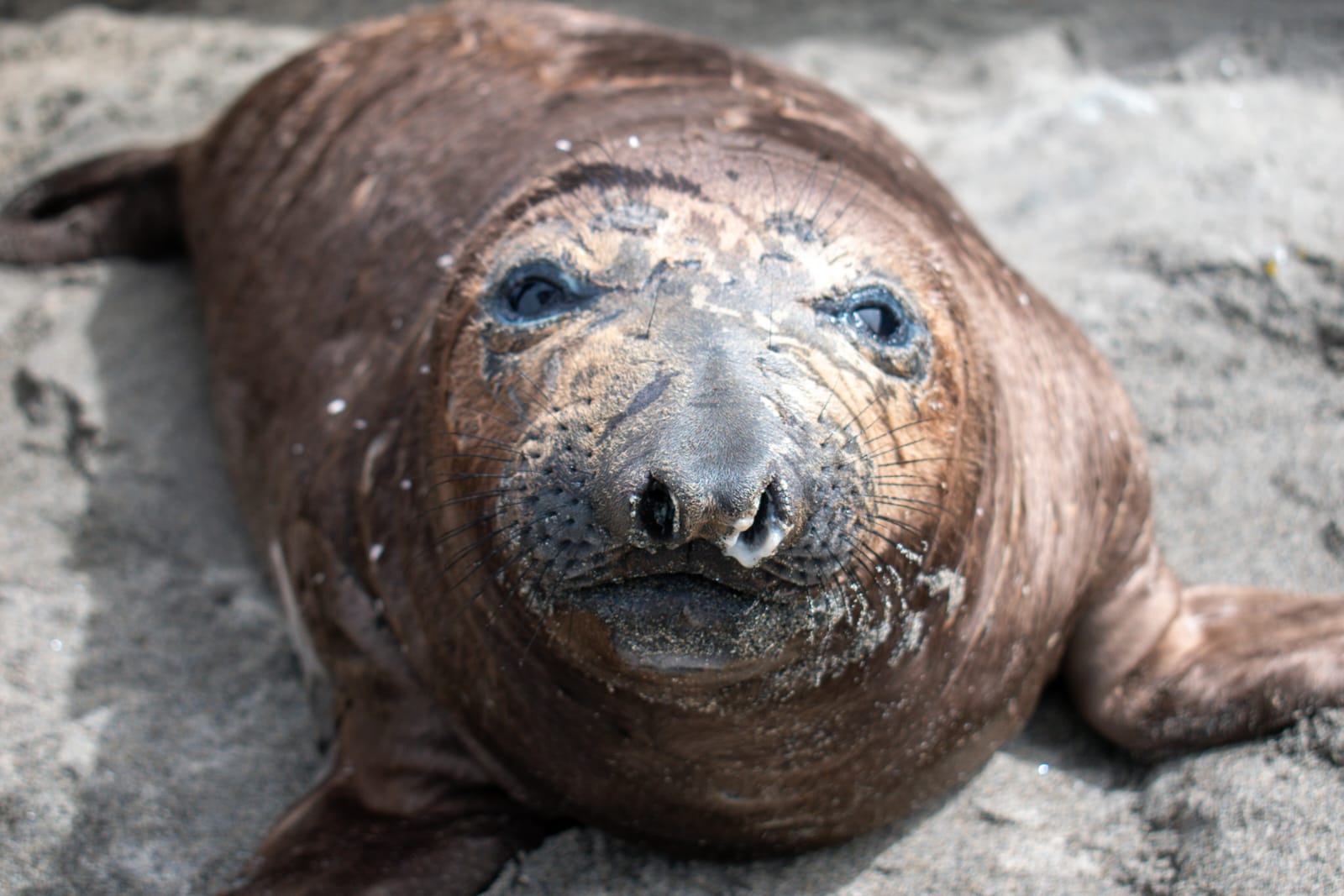 Sale foca a descansar en Playas de Tijuana