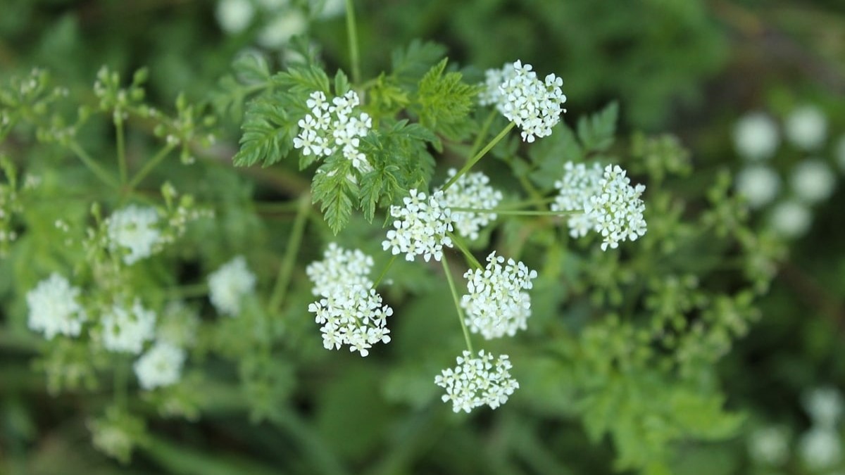 Cicuta la planta venenosa que crece en Dallas IFOTO: Web