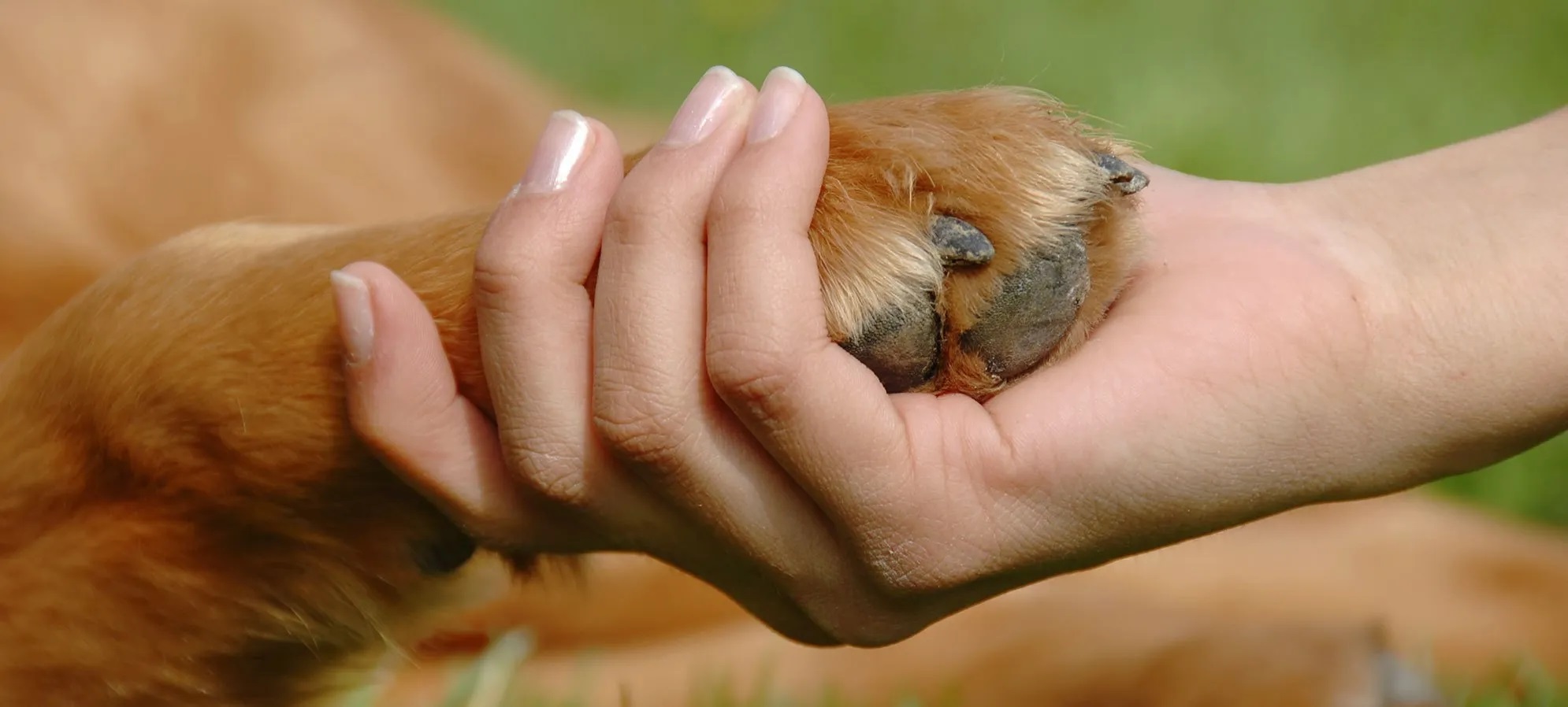 Impulsa Tijuana la creación del Consejo Consultivo para la Protección Animal