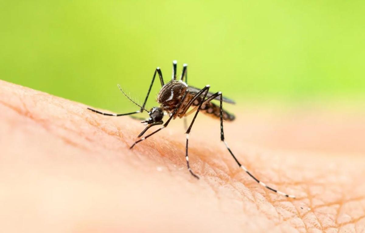 El misterio de la comezón: ¿Por qué nos pican los mosquitos y cómo evitarlo?