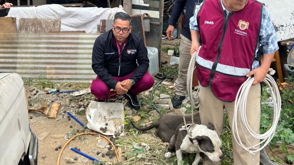 Rescata el Ayuntamiento a dos canes en condiciones de maltrato