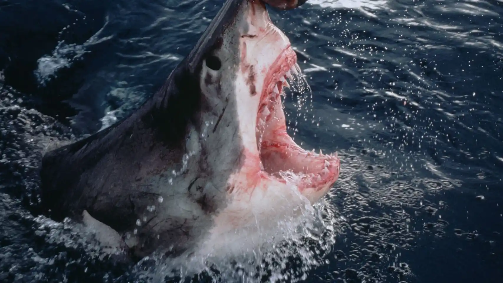 Turista mexicana es atacada por tiburón: Islas Galápagos
