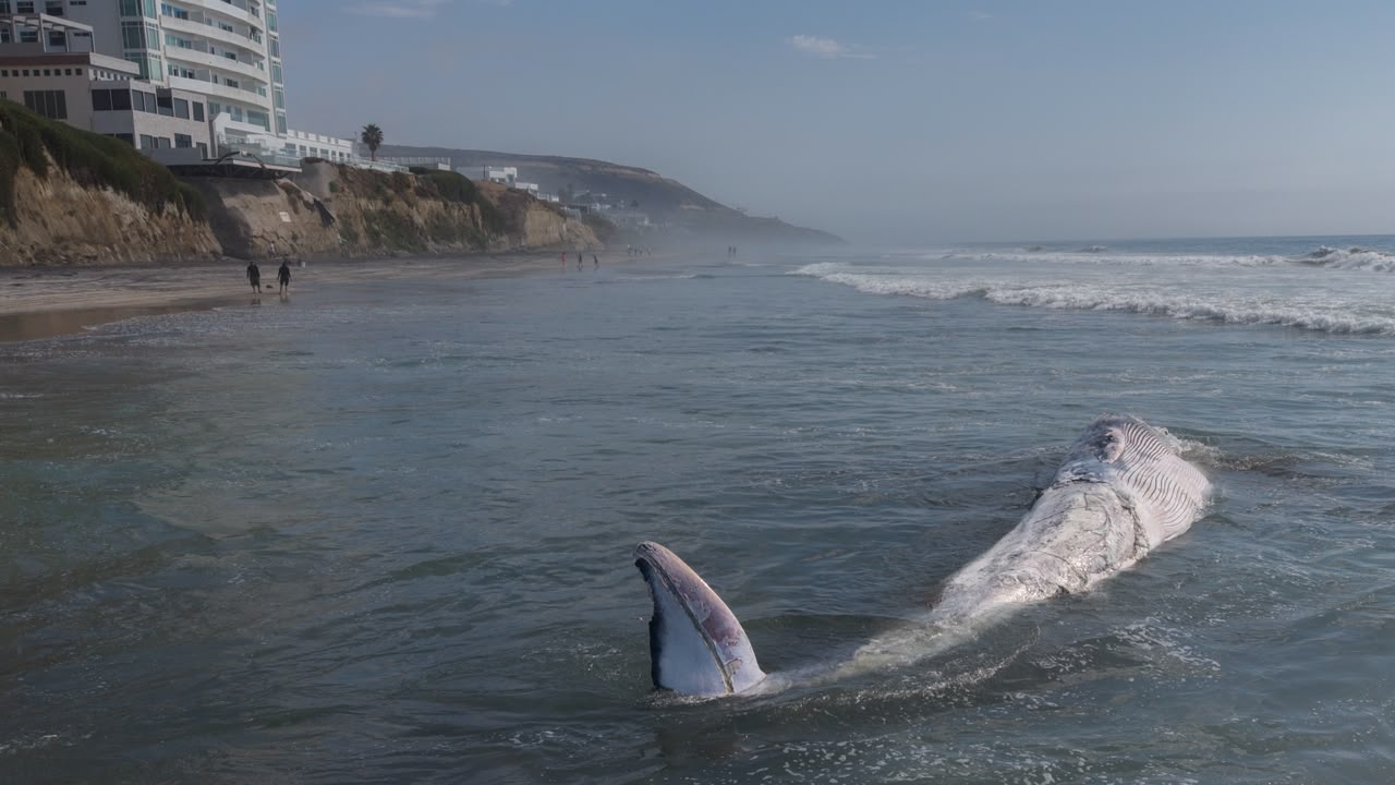 Playas de Tijuana: Localizan ballena de 12 metros sin vida frente a Océano 21