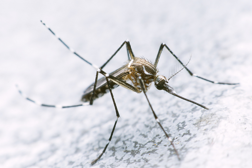 En aumento casos de dengue en Colima