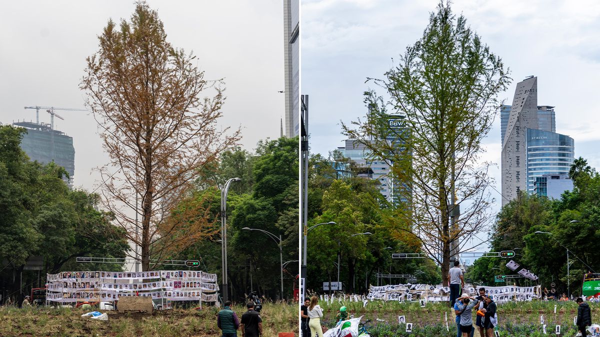 CDMX: Ahuehuete es retirado de la glorieta, será sustituto por su “hermano”