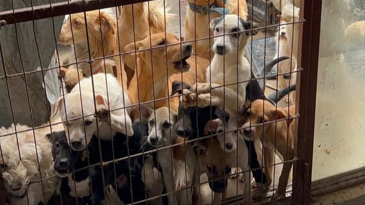 Ayuntamiento de Tijuana resguarda a 70 perros en aparentes condiciones de maltrato IFOTO: Cortesía