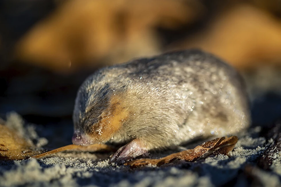 [VÍDEO] Avistan especie de topo que se creía extinta en Sudáfrica