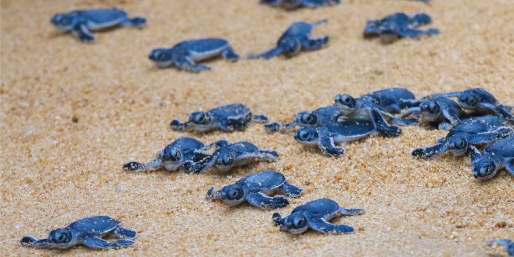 Más de 18 mil huevos de tortuga marina bajo protección: BCS