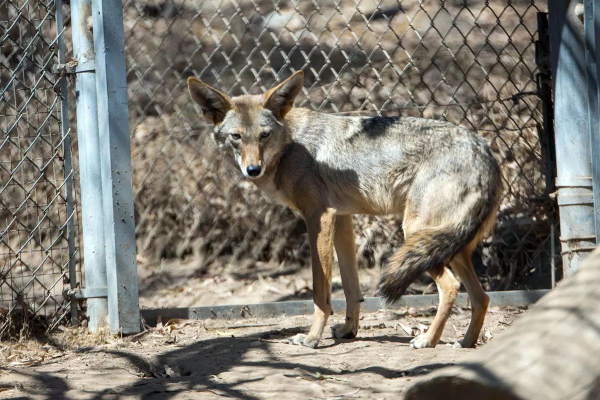 Las agencias de vida silvestre no planean cambiar su enfoque al tratar con estos animales IFOTO: San Diego Humane Society