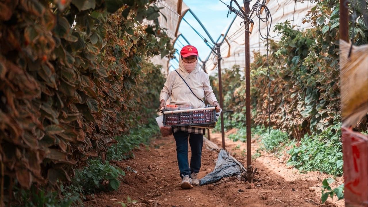Jornaleros, pieza clave del campo en San Quintín: Ismael Burgueño