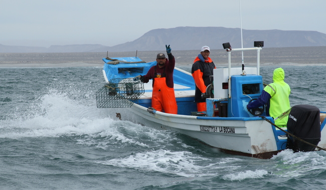 Arranca temporada de langosta roja en Baja California; concluirá en febrero de 2027
