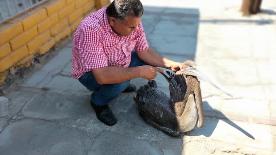 Zoológico  pide reportar casos de aves "víctimas de deshidratación" , Mexicali