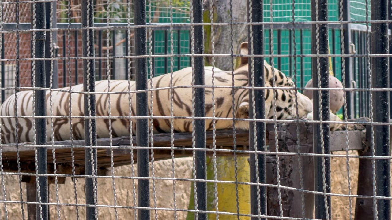 Piden que el traslado de animales del Parque Morelos priorice su bienestar