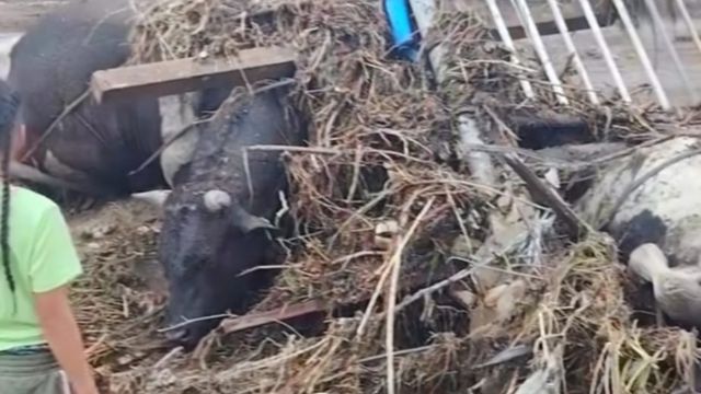 Pierden 200 cabezas de ganado por el paso de “Rachel” en Baja California