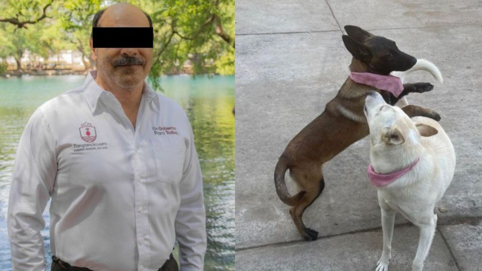 Denuncian a alcalde por asesinar a dos perros, Michoacán